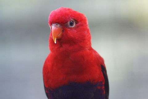Red Lory A cultivated Red Lory that can be hand-fed in the Kuala Lumpur Bird Park. Birds,Eos bornea or Eos rubra,Lory,Malaysia,Red Lory