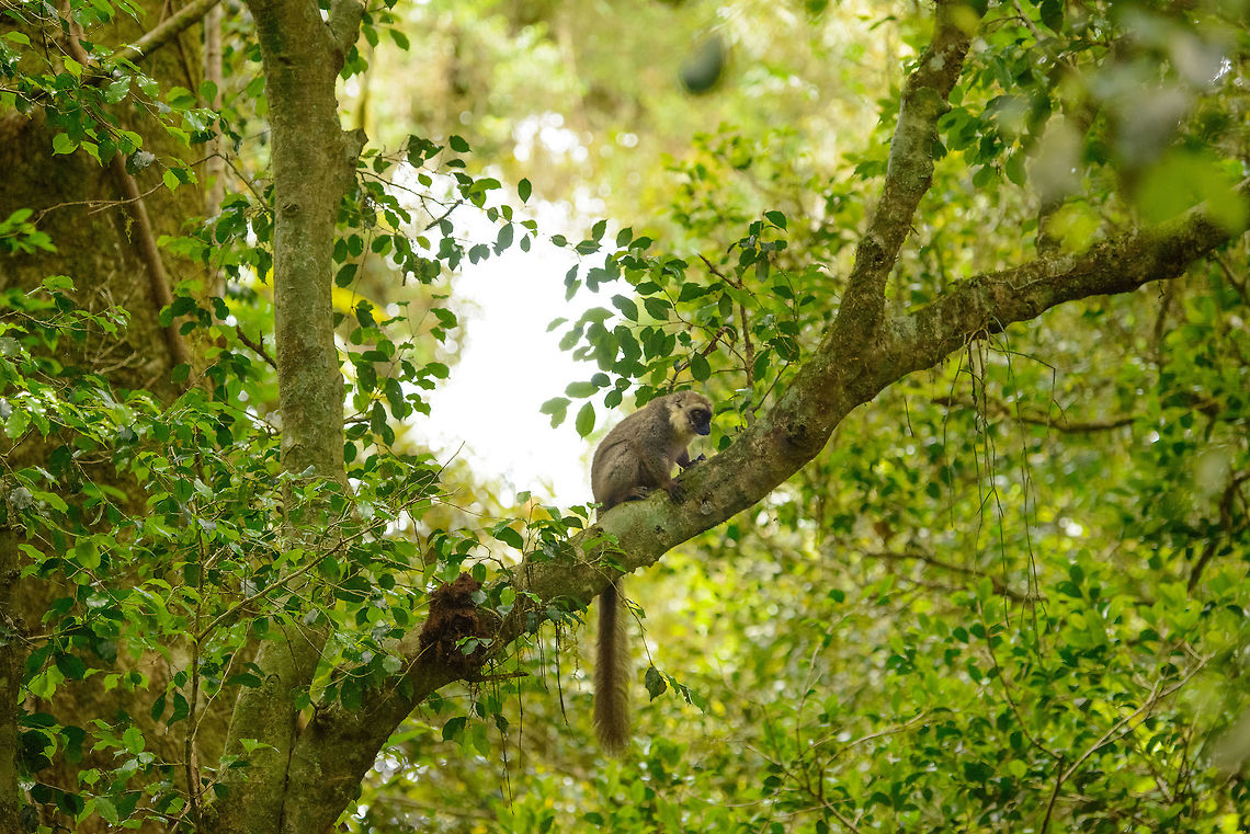 Male Sanford's Brown Lemur in habitat, Amber Mountain, Madagascar  Africa,Amber Mountain,Eulemur sanfordi,Madagascar,Madagascar North,Sanfords brown lemur,World