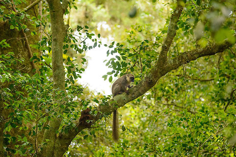 Male Sanford's Brown Lemur in habitat, Amber Mountain, Madagascar  Africa,Amber Mountain,Eulemur sanfordi,Madagascar,Madagascar North,Sanfords brown lemur,World