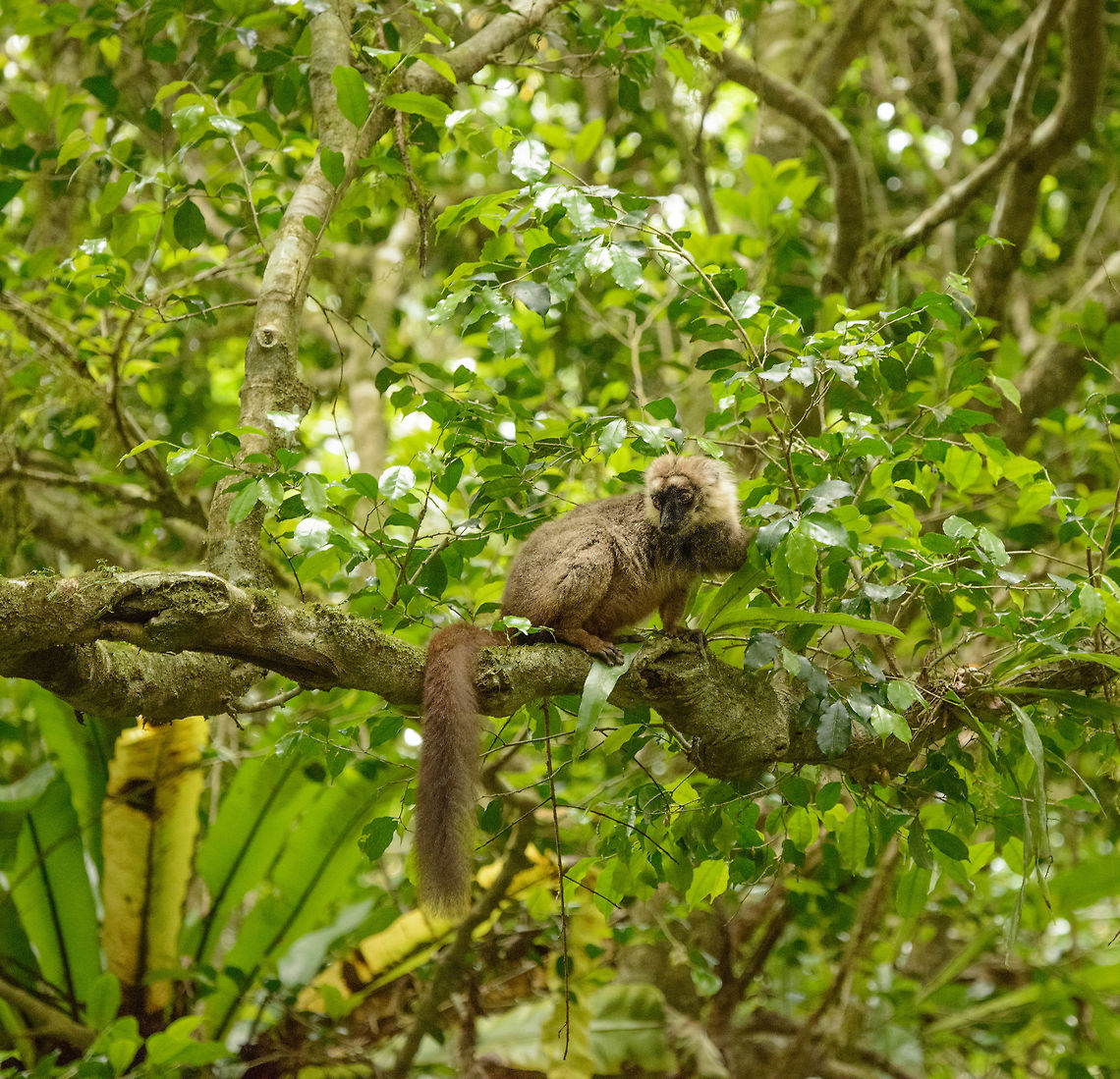 Male Sanford's Brown Lemur in habitat- II, Amber Mountain, Madagascar  Africa,Amber Mountain,Eulemur sanfordi,Geotagged,Madagascar,Madagascar North,Sanfords brown lemur,Spring,World