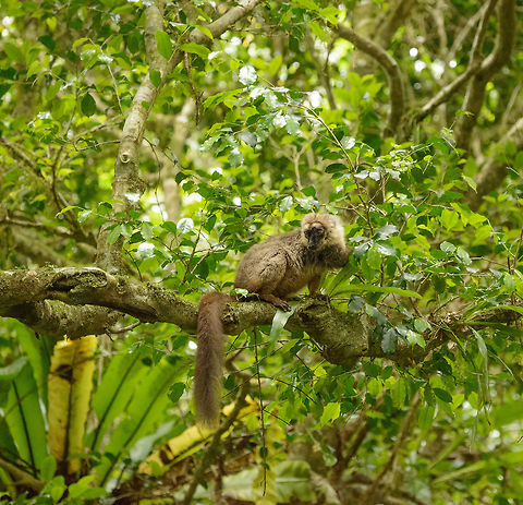 Sanfords brown lemur