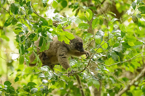 Female Sanford's Brown Lemur in habitat, Amber Mountain, Madagascar  Africa,Amber Mountain,Eulemur sanfordi,Geotagged,Madagascar,Madagascar North,Sanfords brown lemur,Spring,World