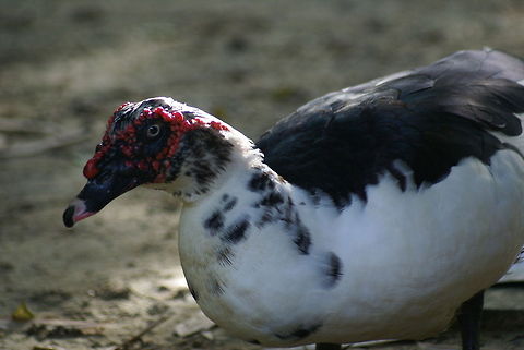 Muscovy Duck Found at the Nature Interpretation Center of the Rasa Ria resort, Kota Kinabalu Cairina moschata,Ducks,Flightless birds,Malaysia,Muscovy Duck