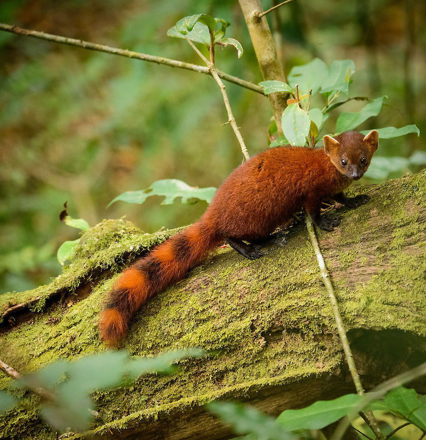 Ring-tailed Mongoose youngster, Amber Mountain, Madagascar Sub species Galidia elegans dambrensis (Northern Ring-tailed Mongoose). Often found around human settlements but usually always on the move. We were lucky to find this one and its parents feeding on a meal they could not afford to abandon. As Ring-tailed Mongooses reach maturity in about 1 year, it is safe to assume this one is younger.<br />
<figure class="photo"><a href="https://www.jungledragon.com/image/37258/ring-tailed_mongoose_parent_and_young_feeding_amber_mountain_madagascar.html" title="Ring-tailed Mongoose parent and young feeding, Amber Mountain, Madagascar"><img src="https://s3.amazonaws.com/media.jungledragon.com/images/2/37258_thumb.jpg?AWSAccessKeyId=05GMT0V3GWVNE7GGM1R2&Expires=1769040010&Signature=2ArwA1myvTS1%2F5XPPB5zN05V%2B7Y%3D" width="200" height="132" alt="Ring-tailed Mongoose parent and young feeding, Amber Mountain, Madagascar Sub species Galidia elegans dambrensis (Northern Ring-tailed Mongoose). Often seen but usually quick to flee a scene. This time they could not afford to abandon their prey, which likely is a tenrec.<br />
<br />
This photo may be scientifically relevant. Nursing and parenting behavior of this species is largely undescribed. This photo proves that the parent and young stick to each other for at least a few months. The parent was feeding and allowed the young to tear off peaces of the meal.<br />
http://www.jungledragon.com/image/37257/adult_ring-tailed_mongoose_feeding_-_full_body_shot_amber_mountain_madagascar.html<br />
http://www.jungledragon.com/image/37254/ring-tailed_mongoose_youngster_amber_mountain_madagascar.html Africa,Amber Mountain,Galidia elegans,Geotagged,Madagascar,Madagascar North,Ring-tailed mongoose,Spring,World" /></a></figure> Africa,Amber Mountain,Galidia elegans,Geotagged,Madagascar,Madagascar North,Ring-tailed mongoose,Spring,World