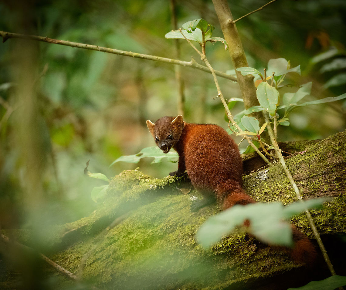 Ring-tailed Mongoose youngster feeding, Amber Mountain, Madagascar Sub species Galidia elegans dambrensis (Northern Ring-tailed Mongoose). Often found around human settlements but usually always on the move. We were lucky to find this one and its parents feeding on a meal they could not afford to abandon. As Ring-tailed Mongooses reach maturity in about 1 year, it is safe to assume this one is younger. <br />
<br />
In this photo it is chewing on what is likely a Tenrec. The parent is right next to it, not in this frame.<br />
<figure class="photo"><a href="https://www.jungledragon.com/image/37258/ring-tailed_mongoose_parent_and_young_feeding_amber_mountain_madagascar.html" title="Ring-tailed Mongoose parent and young feeding, Amber Mountain, Madagascar"><img src="https://s3.amazonaws.com/media.jungledragon.com/images/2/37258_thumb.jpg?AWSAccessKeyId=05GMT0V3GWVNE7GGM1R2&Expires=1759968010&Signature=m9ktYndgyLX5m1mmC0b4%2B973%2BNU%3D" width="200" height="132" alt="Ring-tailed Mongoose parent and young feeding, Amber Mountain, Madagascar Sub species Galidia elegans dambrensis (Northern Ring-tailed Mongoose). Often seen but usually quick to flee a scene. This time they could not afford to abandon their prey, which likely is a tenrec.<br />
<br />
This photo may be scientifically relevant. Nursing and parenting behavior of this species is largely undescribed. This photo proves that the parent and young stick to each other for at least a few months. The parent was feeding and allowed the young to tear off peaces of the meal.<br />
http://www.jungledragon.com/image/37257/adult_ring-tailed_mongoose_feeding_-_full_body_shot_amber_mountain_madagascar.html<br />
http://www.jungledragon.com/image/37254/ring-tailed_mongoose_youngster_amber_mountain_madagascar.html Africa,Amber Mountain,Galidia elegans,Geotagged,Madagascar,Madagascar North,Ring-tailed mongoose,Spring,World" /></a></figure> Africa,Amber Mountain,Galidia elegans,Geotagged,Madagascar,Madagascar North,Ring-tailed mongoose,Spring,World
