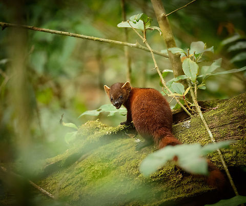 Ring-tailed Mongoose youngster feeding, Amber Mountain, Madagascar Sub species Galidia elegans dambrensis (Northern Ring-tailed Mongoose). Often found around human settlements but usually always on the move. We were lucky to find this one and its parents feeding on a meal they could not afford to abandon. As Ring-tailed Mongooses reach maturity in about 1 year, it is safe to assume this one is younger. 

In this photo it is chewing on what is likely a Tenrec. The parent is right next to it, not in this frame.
http://www.jungledragon.com/image/37258/ring-tailed_mongoose_parent_and_young_feeding_amber_mountain_madagascar.html Africa,Amber Mountain,Galidia elegans,Geotagged,Madagascar,Madagascar North,Ring-tailed mongoose,Spring,World
