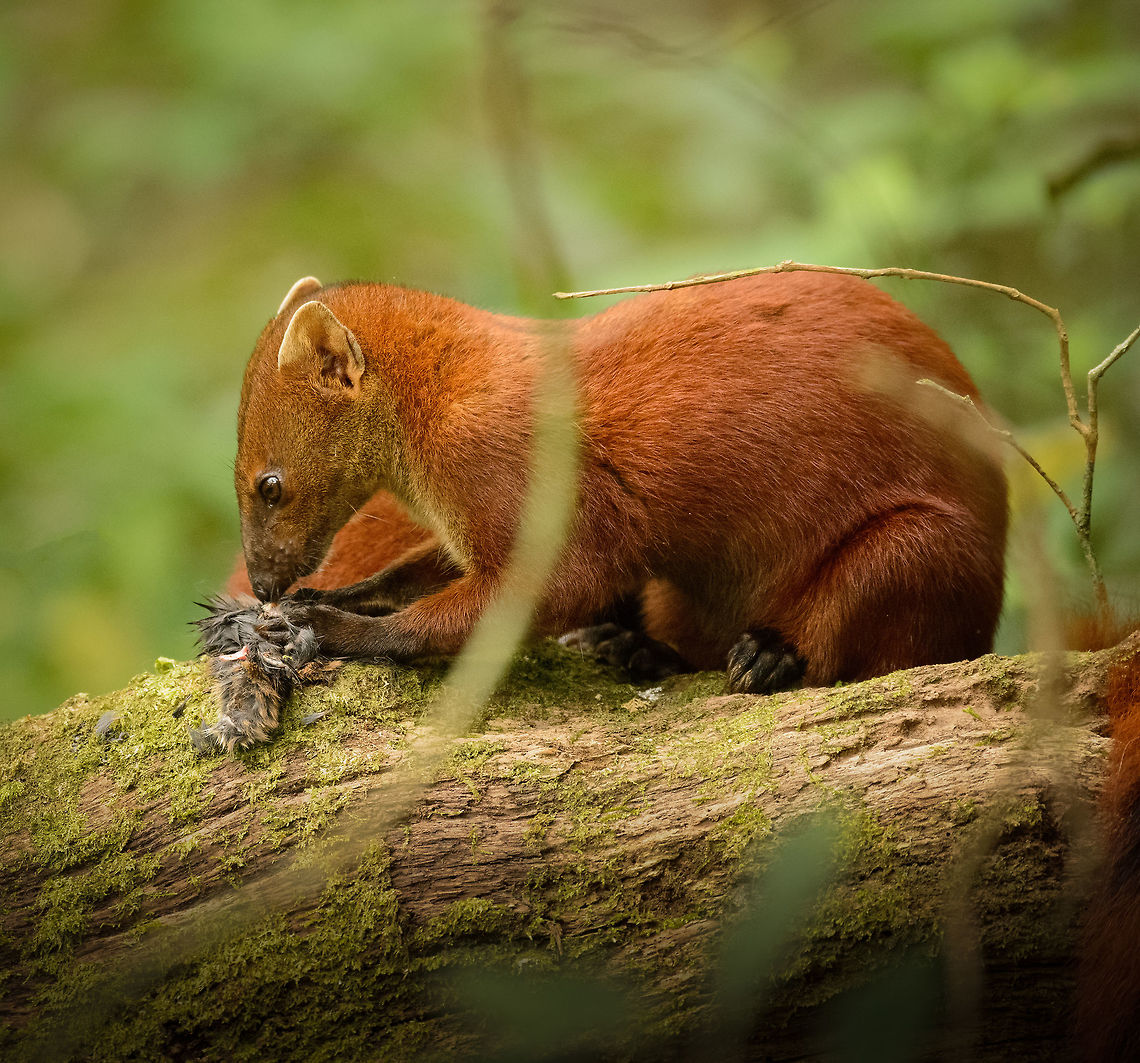 Adult Ring-tailed Mongoose feeding, Amber Mountain, Madagascar Sub species Galidia elegans dambrensis (Northern Ring-tailed Mongoose). Feeding on what likely is a tenrec. The young is right next to it, on the same log:<br />
<figure class="photo"><a href="https://www.jungledragon.com/image/37254/ring-tailed_mongoose_youngster_amber_mountain_madagascar.html" title="Ring-tailed Mongoose youngster, Amber Mountain, Madagascar"><img src="https://s3.amazonaws.com/media.jungledragon.com/images/2/37254_thumb.jpg?AWSAccessKeyId=05GMT0V3GWVNE7GGM1R2&Expires=1759968010&Signature=S3g0bb42C415JZz18SRfE1tYFvo%3D" width="148" height="152" alt="Ring-tailed Mongoose youngster, Amber Mountain, Madagascar Sub species Galidia elegans dambrensis (Northern Ring-tailed Mongoose). Often found around human settlements but usually always on the move. We were lucky to find this one and its parents feeding on a meal they could not afford to abandon. As Ring-tailed Mongooses reach maturity in about 1 year, it is safe to assume this one is younger.<br />
http://www.jungledragon.com/image/37258/ring-tailed_mongoose_parent_and_young_feeding_amber_mountain_madagascar.html Africa,Amber Mountain,Galidia elegans,Geotagged,Madagascar,Madagascar North,Ring-tailed mongoose,Spring,World" /></a></figure><br />
<figure class="photo"><a href="https://www.jungledragon.com/image/37258/ring-tailed_mongoose_parent_and_young_feeding_amber_mountain_madagascar.html" title="Ring-tailed Mongoose parent and young feeding, Amber Mountain, Madagascar"><img src="https://s3.amazonaws.com/media.jungledragon.com/images/2/37258_thumb.jpg?AWSAccessKeyId=05GMT0V3GWVNE7GGM1R2&Expires=1759968010&Signature=m9ktYndgyLX5m1mmC0b4%2B973%2BNU%3D" width="200" height="132" alt="Ring-tailed Mongoose parent and young feeding, Amber Mountain, Madagascar Sub species Galidia elegans dambrensis (Northern Ring-tailed Mongoose). Often seen but usually quick to flee a scene. This time they could not afford to abandon their prey, which likely is a tenrec.<br />
<br />
This photo may be scientifically relevant. Nursing and parenting behavior of this species is largely undescribed. This photo proves that the parent and young stick to each other for at least a few months. The parent was feeding and allowed the young to tear off peaces of the meal.<br />
http://www.jungledragon.com/image/37257/adult_ring-tailed_mongoose_feeding_-_full_body_shot_amber_mountain_madagascar.html<br />
http://www.jungledragon.com/image/37254/ring-tailed_mongoose_youngster_amber_mountain_madagascar.html Africa,Amber Mountain,Galidia elegans,Geotagged,Madagascar,Madagascar North,Ring-tailed mongoose,Spring,World" /></a></figure> Africa,Amber Mountain,Galidia elegans,Geotagged,Madagascar,Madagascar North,Ring-tailed mongoose,Spring,World