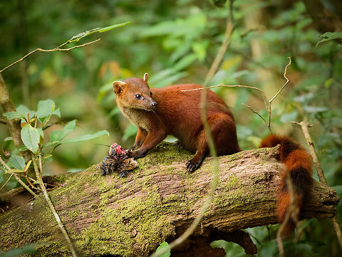 Adult Ring-tailed Mongoose feeding - full body shot, Amber Mountain, Madagascar Sub species Galidia elegans dambrensis (Northern Ring-tailed Mongoose). Feeding on what likely is a tenrec. The young is right next to it, on the same log:
http://www.jungledragon.com/image/37254/ring-tailed_mongoose_youngster_amber_mountain_madagascar.html
http://www.jungledragon.com/image/37258/ring-tailed_mongoose_parent_and_young_feeding_amber_mountain_madagascar.html Africa,Amber Mountain,Galidia elegans,Geotagged,Madagascar,Madagascar North,Ring-tailed mongoose,Spring,World
