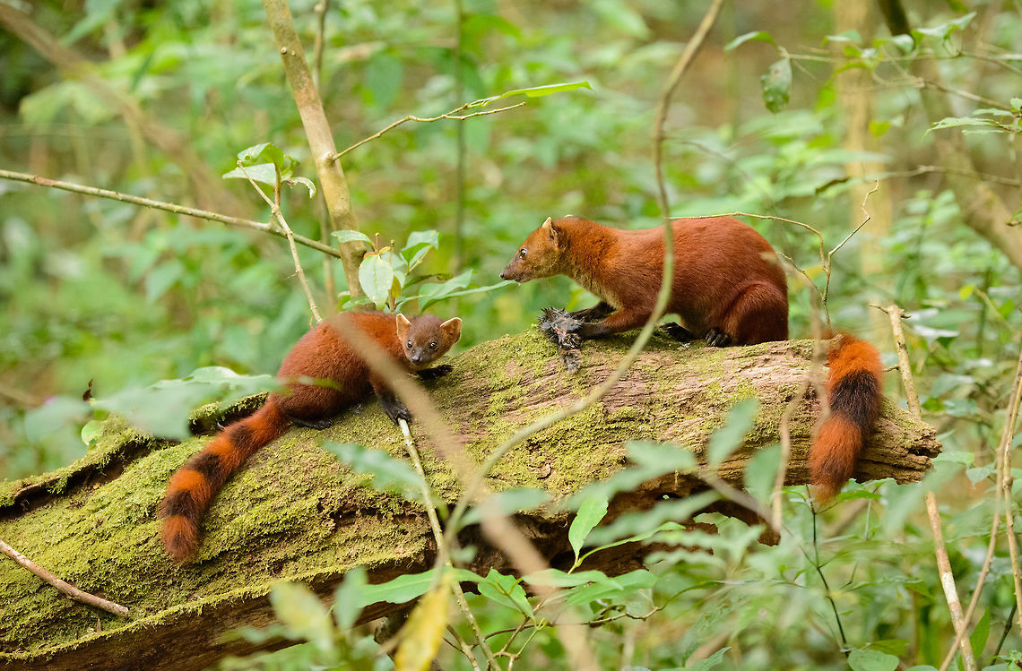Ring-tailed Mongoose parent and young feeding, Amber Mountain, Madagascar Sub species Galidia elegans dambrensis (Northern Ring-tailed Mongoose). Often seen but usually quick to flee a scene. This time they could not afford to abandon their prey, which likely is a tenrec.<br />
<br />
This photo may be scientifically relevant. Nursing and parenting behavior of this species is largely undescribed. This photo proves that the parent and young stick to each other for at least a few months. The parent was feeding and allowed the young to tear off peaces of the meal.<br />
<figure class="photo"><a href="https://www.jungledragon.com/image/37257/adult_ring-tailed_mongoose_feeding_-_full_body_shot_amber_mountain_madagascar.html" title="Adult Ring-tailed Mongoose feeding - full body shot, Amber Mountain, Madagascar"><img src="https://s3.amazonaws.com/media.jungledragon.com/images/2/37257_thumb.jpg?AWSAccessKeyId=05GMT0V3GWVNE7GGM1R2&Expires=1759968010&Signature=tTblp8Oq4lu%2BQgbXGBpVe89kO4k%3D" width="200" height="152" alt="Adult Ring-tailed Mongoose feeding - full body shot, Amber Mountain, Madagascar Sub species Galidia elegans dambrensis (Northern Ring-tailed Mongoose). Feeding on what likely is a tenrec. The young is right next to it, on the same log:<br />
http://www.jungledragon.com/image/37254/ring-tailed_mongoose_youngster_amber_mountain_madagascar.html<br />
http://www.jungledragon.com/image/37258/ring-tailed_mongoose_parent_and_young_feeding_amber_mountain_madagascar.html Africa,Amber Mountain,Galidia elegans,Geotagged,Madagascar,Madagascar North,Ring-tailed mongoose,Spring,World" /></a></figure><br />
<figure class="photo"><a href="https://www.jungledragon.com/image/37254/ring-tailed_mongoose_youngster_amber_mountain_madagascar.html" title="Ring-tailed Mongoose youngster, Amber Mountain, Madagascar"><img src="https://s3.amazonaws.com/media.jungledragon.com/images/2/37254_thumb.jpg?AWSAccessKeyId=05GMT0V3GWVNE7GGM1R2&Expires=1759968010&Signature=S3g0bb42C415JZz18SRfE1tYFvo%3D" width="148" height="152" alt="Ring-tailed Mongoose youngster, Amber Mountain, Madagascar Sub species Galidia elegans dambrensis (Northern Ring-tailed Mongoose). Often found around human settlements but usually always on the move. We were lucky to find this one and its parents feeding on a meal they could not afford to abandon. As Ring-tailed Mongooses reach maturity in about 1 year, it is safe to assume this one is younger.<br />
http://www.jungledragon.com/image/37258/ring-tailed_mongoose_parent_and_young_feeding_amber_mountain_madagascar.html Africa,Amber Mountain,Galidia elegans,Geotagged,Madagascar,Madagascar North,Ring-tailed mongoose,Spring,World" /></a></figure> Africa,Amber Mountain,Galidia elegans,Geotagged,Madagascar,Madagascar North,Ring-tailed mongoose,Spring,World