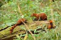 Ring-tailed Mongoose parent and young feeding, Amber Mountain, Madagascar Sub species Galidia elegans dambrensis (Northern Ring-tailed Mongoose). Often seen but usually quick to flee a scene. This time they could not afford to abandon their prey, which likely is a tenrec.<br />
<br />
This photo may be scientifically relevant. Nursing and parenting behavior of this species is largely undescribed. This photo proves that the parent and young stick to each other for at least a few months. The parent was feeding and allowed the young to tear off peaces of the meal.<br />
http://www.jungledragon.com/image/37257/adult_ring-tailed_mongoose_feeding_-_full_body_shot_amber_mountain_madagascar.html<br />
http://www.jungledragon.com/image/37254/ring-tailed_mongoose_youngster_amber_mountain_madagascar.html Africa,Amber Mountain,Galidia elegans,Geotagged,Madagascar,Madagascar North,Ring-tailed mongoose,Spring,World