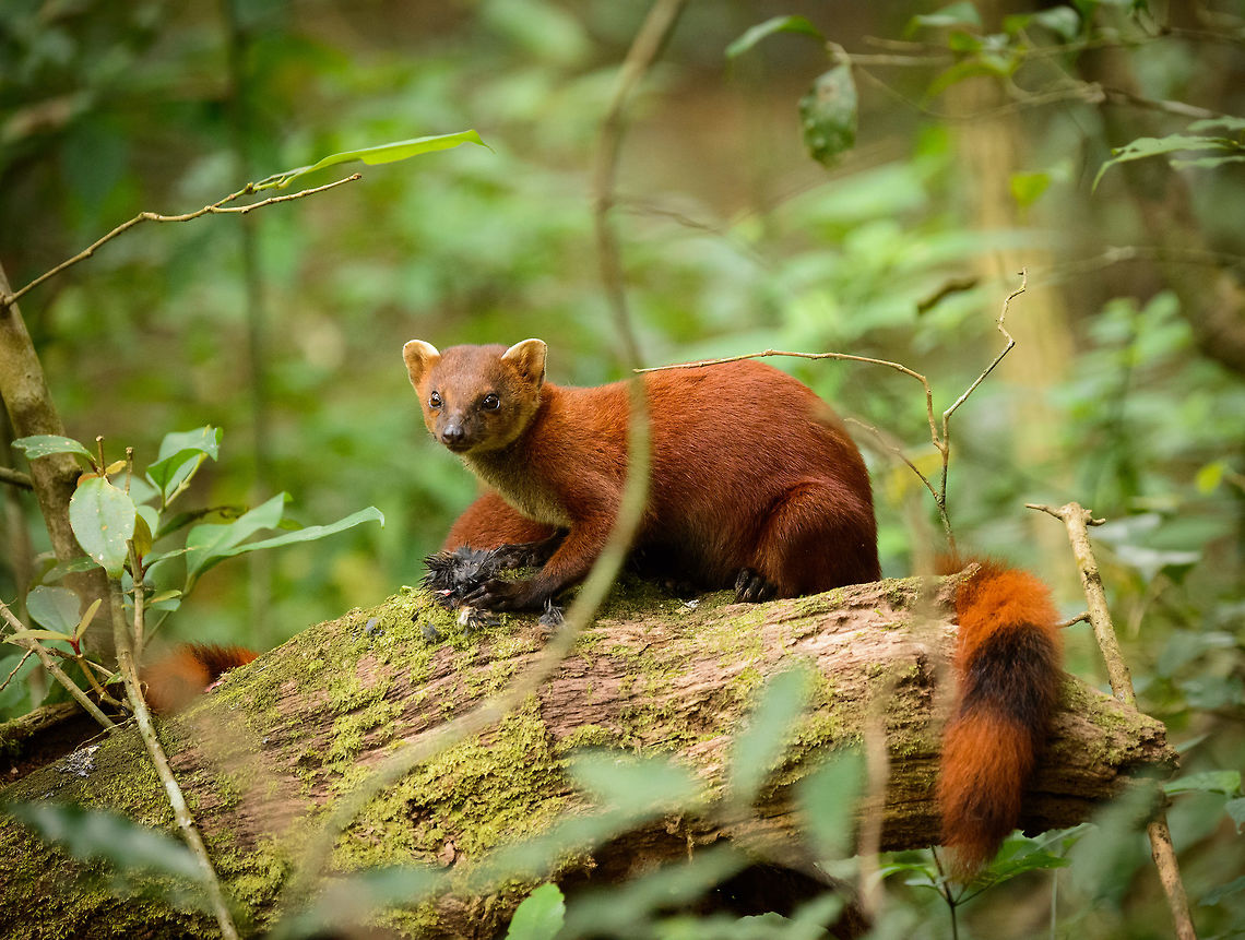 Adult Ring-tailed Mongoose feeding - full body shot II, Amber Mountain, Madagascar Sub species Galidia elegans dambrensis (Northern Ring-tailed Mongoose). Feeding on what likely is a tenrec. The young is right next to it, on the same log:<br />
<figure class="photo"><a href="https://www.jungledragon.com/image/37254/ring-tailed_mongoose_youngster_amber_mountain_madagascar.html" title="Ring-tailed Mongoose youngster, Amber Mountain, Madagascar"><img src="https://s3.amazonaws.com/media.jungledragon.com/images/2/37254_thumb.jpg?AWSAccessKeyId=05GMT0V3GWVNE7GGM1R2&Expires=1769040010&Signature=Kjc7m9HzrlmJcJUwin2pWWJPrlQ%3D" width="148" height="152" alt="Ring-tailed Mongoose youngster, Amber Mountain, Madagascar Sub species Galidia elegans dambrensis (Northern Ring-tailed Mongoose). Often found around human settlements but usually always on the move. We were lucky to find this one and its parents feeding on a meal they could not afford to abandon. As Ring-tailed Mongooses reach maturity in about 1 year, it is safe to assume this one is younger.<br />
http://www.jungledragon.com/image/37258/ring-tailed_mongoose_parent_and_young_feeding_amber_mountain_madagascar.html Africa,Amber Mountain,Galidia elegans,Geotagged,Madagascar,Madagascar North,Ring-tailed mongoose,Spring,World" /></a></figure><br />
<figure class="photo"><a href="https://www.jungledragon.com/image/37258/ring-tailed_mongoose_parent_and_young_feeding_amber_mountain_madagascar.html" title="Ring-tailed Mongoose parent and young feeding, Amber Mountain, Madagascar"><img src="https://s3.amazonaws.com/media.jungledragon.com/images/2/37258_thumb.jpg?AWSAccessKeyId=05GMT0V3GWVNE7GGM1R2&Expires=1769040010&Signature=2ArwA1myvTS1%2F5XPPB5zN05V%2B7Y%3D" width="200" height="132" alt="Ring-tailed Mongoose parent and young feeding, Amber Mountain, Madagascar Sub species Galidia elegans dambrensis (Northern Ring-tailed Mongoose). Often seen but usually quick to flee a scene. This time they could not afford to abandon their prey, which likely is a tenrec.<br />
<br />
This photo may be scientifically relevant. Nursing and parenting behavior of this species is largely undescribed. This photo proves that the parent and young stick to each other for at least a few months. The parent was feeding and allowed the young to tear off peaces of the meal.<br />
http://www.jungledragon.com/image/37257/adult_ring-tailed_mongoose_feeding_-_full_body_shot_amber_mountain_madagascar.html<br />
http://www.jungledragon.com/image/37254/ring-tailed_mongoose_youngster_amber_mountain_madagascar.html Africa,Amber Mountain,Galidia elegans,Geotagged,Madagascar,Madagascar North,Ring-tailed mongoose,Spring,World" /></a></figure> Africa,Amber Mountain,Galidia elegans,Geotagged,Madagascar,Madagascar North,Ring-tailed mongoose,Spring,World