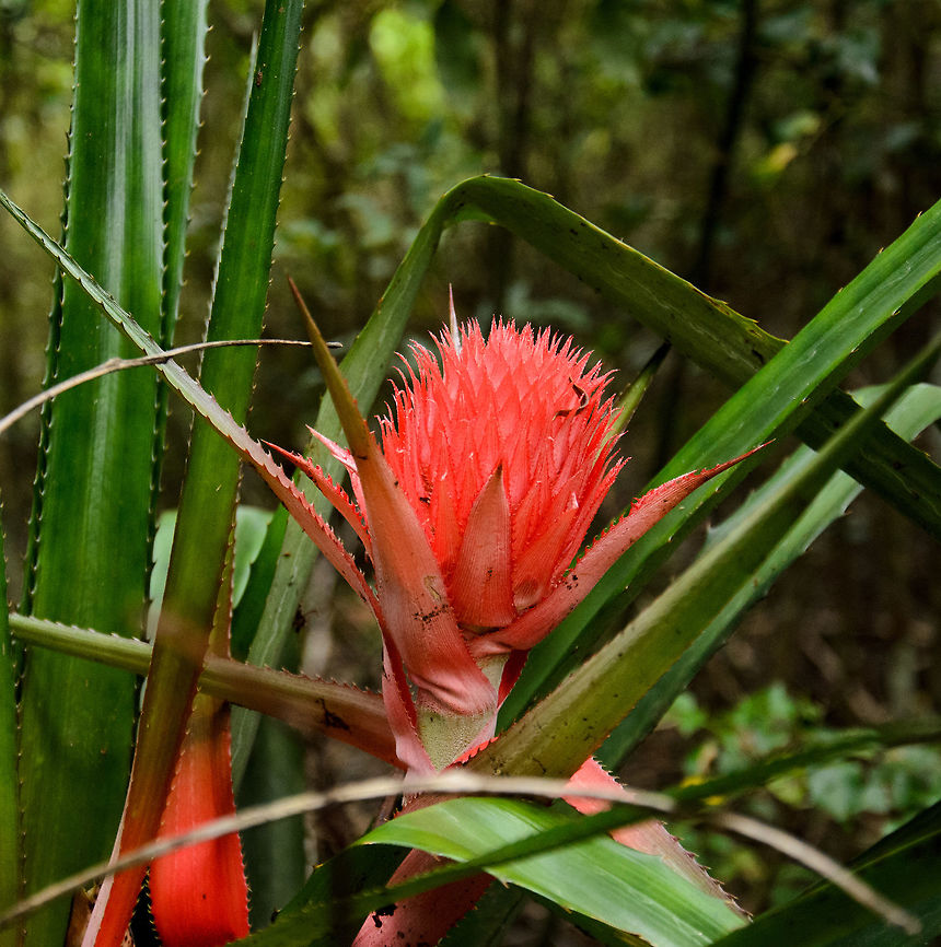 Pineapple growing in Amber Mountain, Madagascar Not yet ready for consumption.  Africa,Amber Mountain,Ananas comosus,Madagascar,Madagascar North,Pineapple,World