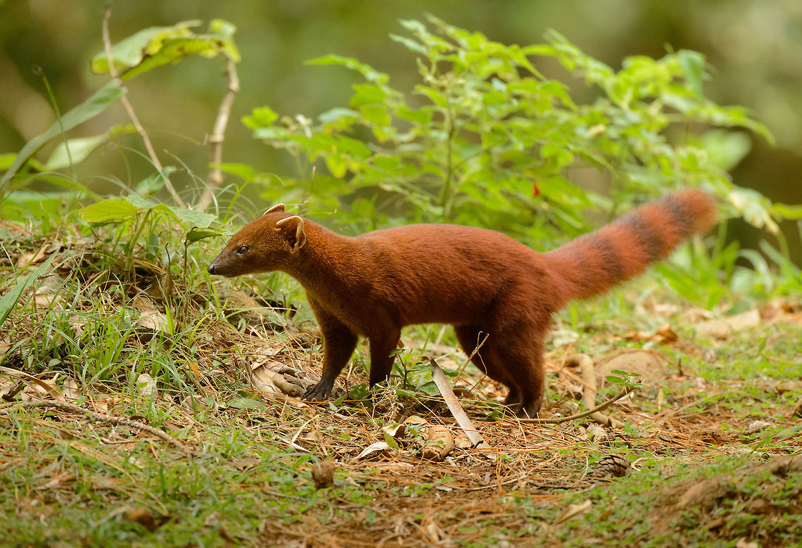 Ring-tailed Mongoose scavenging, Amber Mountain, Madagascar A different spotting from the one I shared earlier. This one was scavenging around the picknick area of Amber Mountain, Madagascar. They are very opportunistic animals. Africa,Amber Mountain,Galidia elegans,Geotagged,Madagascar,Madagascar North,Ring-tailed mongoose,Spring,World