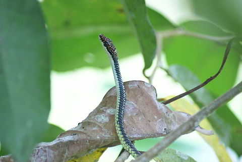 Paradise Tree Snake A very thin yet lengthy and agile snake with red skin on its head, light green skin on its bottom and black pattern on its back. We spotted this one during our stay in Mulu. Chrysopelea paradisi,Malaysia,Paradise Flying Snake,Paradise Tree Snake,Reptiles,Serpentes,Snakes