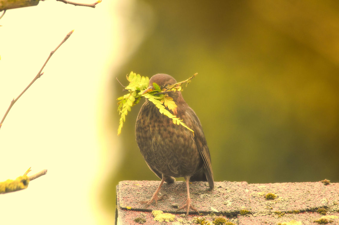 A new start This female blackbird is no stranger to me. Last season, she built her nest right inside our shed, the one she is standing on in this photo. The shed has open windows and provides a great shelter. Once every two weeks I would check upon the nest and one day I found three beautiful eggs in it. A few days later though I found the nest on the floor, destroyed and the eggs broken. It probably collapsed under its own weight. <br />
<br />
I felt bad for her major setback. This photo brings hope though, with great determination she is here again for another season and another nest. As the whiskey advertorial goes...keep walking. Birds,Common Blackbird,Garden,Turdus merula