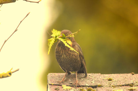 A new start This female blackbird is no stranger to me. Last season, she built her nest right inside our shed, the one she is standing on in this photo. The shed has open windows and provides a great shelter. Once every two weeks I would check upon the nest and one day I found three beautiful eggs in it. A few days later though I found the nest on the floor, destroyed and the eggs broken. It probably collapsed under its own weight. 

I felt bad for her major setback. This photo brings hope though, with great determination she is here again for another season and another nest. As the whiskey advertorial goes...keep walking. Birds,Common Blackbird,Garden,Turdus merula