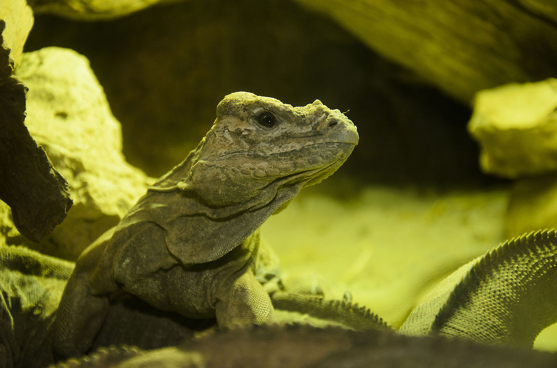 Rhinoceros Iguana (Cyclura cornuta) This &quot;Rhino&quot; iguana looks like a small dragon and brings the age of dinos back to the present. Cyclura cornuta,Iguana,Oliemeulen,Rhinoceros Iguana (Cyclura cornuta),reptiles