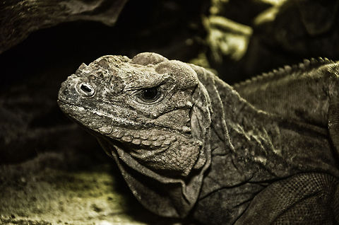 Rhinoceros Iguana headshot  Cyclura cornuta,Geotagged,Iguana,Oliemeulen,Rhinoceros Iguana (Cyclura cornuta),The Netherlands,reptiles