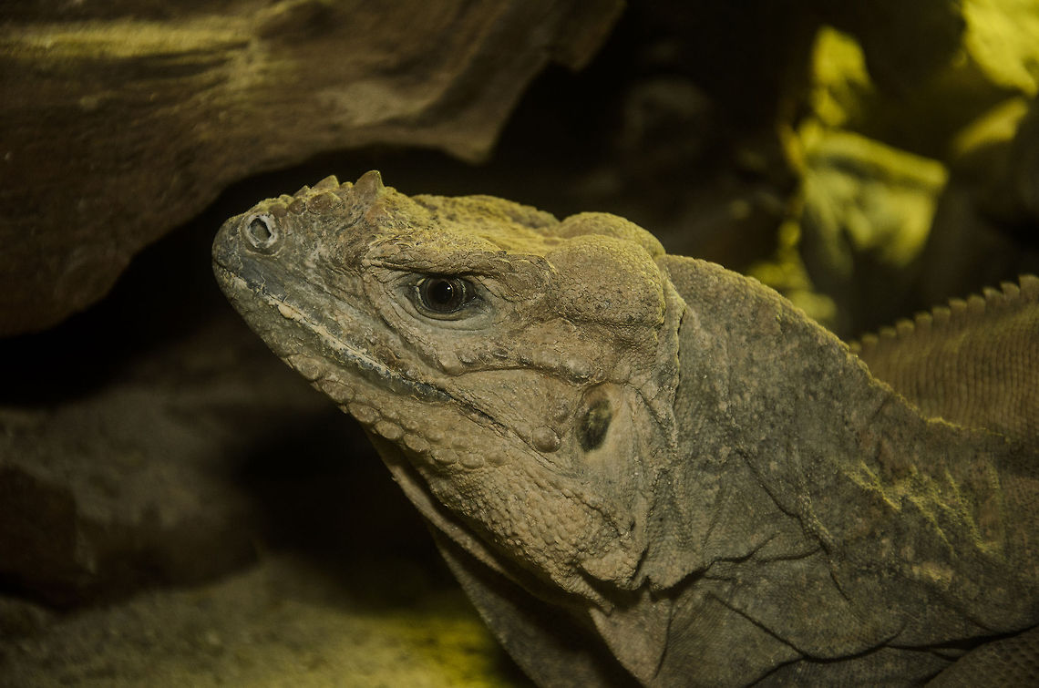 Rhinoceros Iguana headshot II  Cyclura cornuta,Iguana,Oliemeulen,Reptiles,Rhinoceros Iguana (Cyclura cornuta)