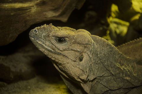 Rhinoceros Iguana headshot II  Cyclura cornuta,Iguana,Oliemeulen,Reptiles,Rhinoceros Iguana (Cyclura cornuta)