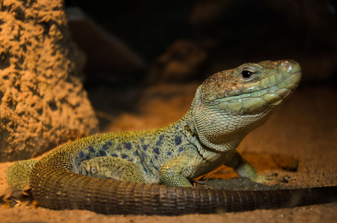 Ocellated Lizard full body shot These big-headed lizards are called &quot;Pearl lizards&quot; in the Netherlands, for their blue pearl-like pattern on their backs.  Lizard,Oliemeulen,Reptiles,Timon lepidus