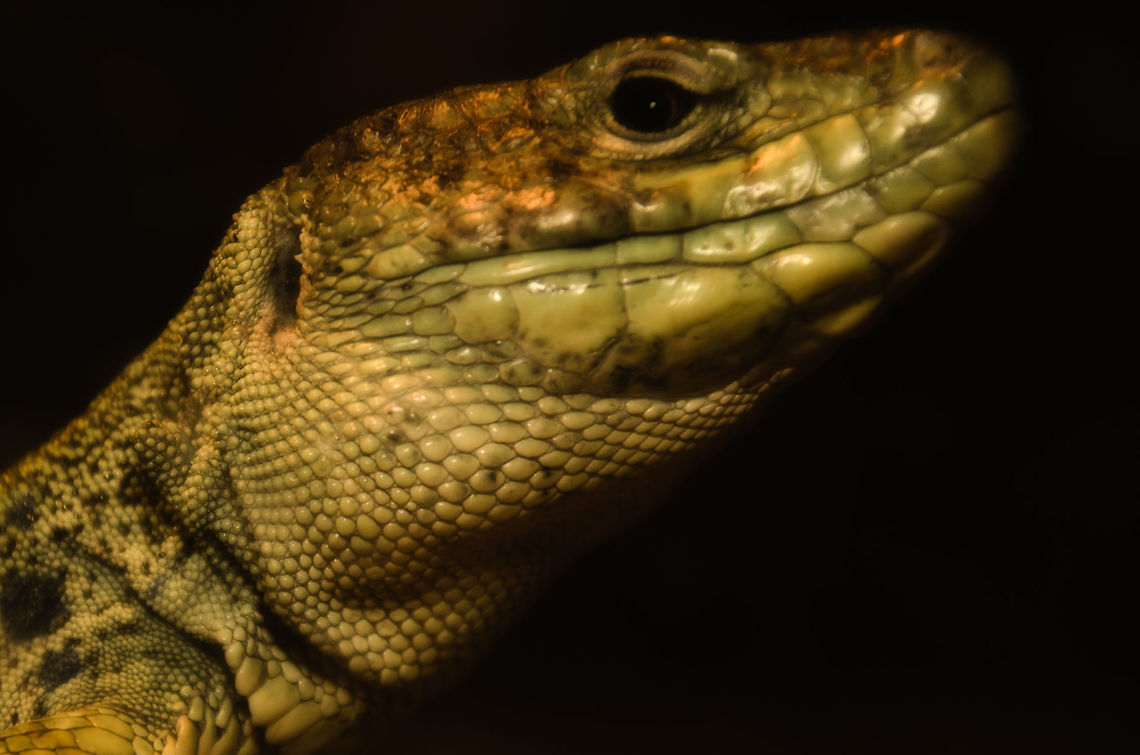 Occelated Lizard closeup of head II  Lizard,Oliemeulen,Reptiles,Timon lepidus