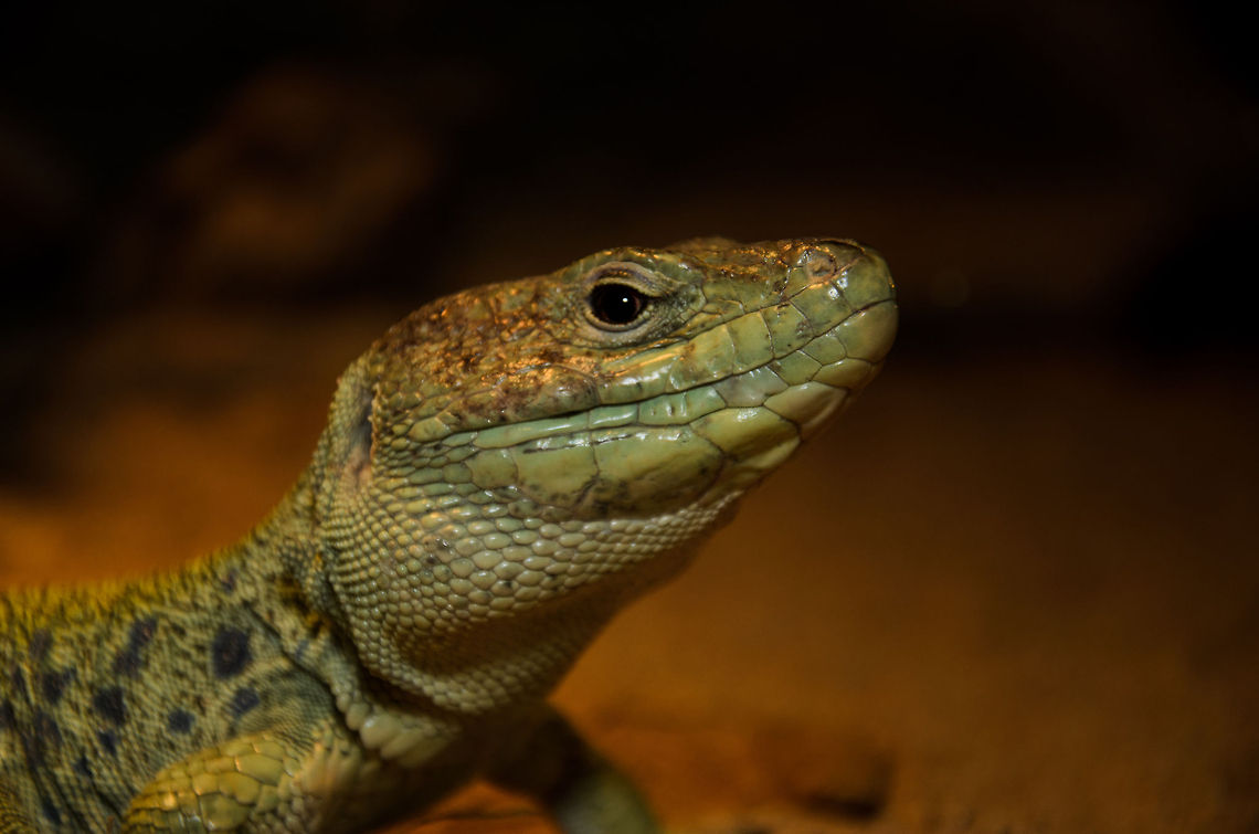Occelated Lizard closeup of head  Lizard,Oliemeulen,Reptiles,Timon lepidus