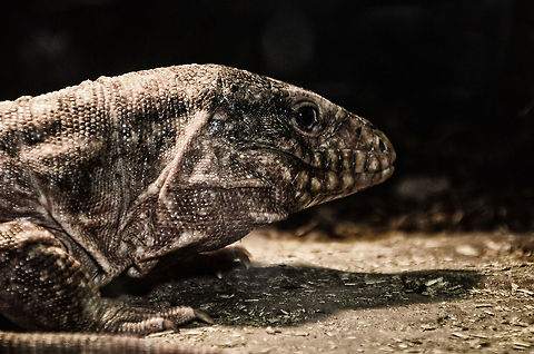 The Blotched Blue-tongued Skink Creative edit (bleach effect) of what is likely to be a Blue-tonged Skink. Blotched Blue-tongued Skink,Oliemeulen,Reptiles,Tiliqua nigrolutea,skink