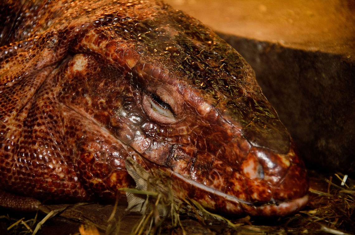 The Blotched Blue-tongued Skink This is the only reptile I photographed in this reptile zoo where I did not capture the sign, so I'm <br />
not sure about the ID. I'm pretty sure it's a skink, but not sure which one.<br />
<br />
Anyway, look at how peaceful it sleeps.  Blotched Blue-tongued Skink,Oliemeulen,Reptiles,Tiliqua nigrolutea,skink