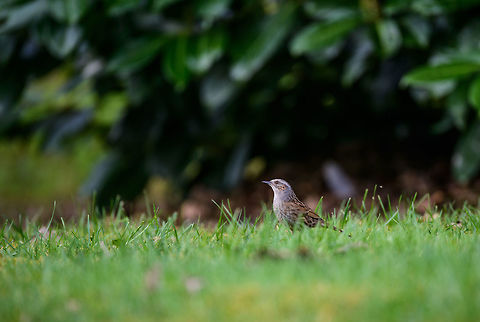 Dunnock, Veluwe, Netherlands Dunnock hopping through grass near the Veluwe, Netherlands Dunnock,Geotagged,Netherlands,Prunella modularis,Spring