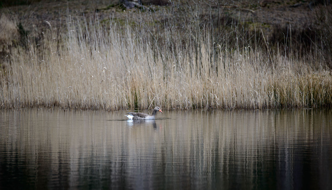 Greylag goose, Veluwe, Netherlands  Anser anser,Geotagged,Greylag goose,Netherlands,Spring