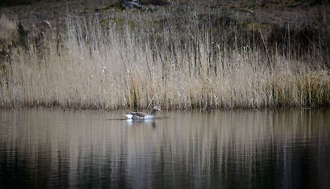 Greylag goose, Veluwe, Netherlands  Anser anser,Geotagged,Greylag goose,Netherlands,Spring