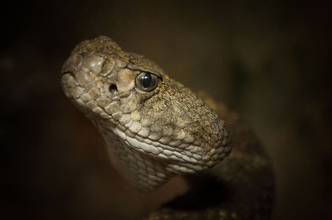 Western Diamondback Rattlesnake headshot A very close look at the head of a Diamondback Rattlesnake, called the "Texan Rattlesnake" in the Netherlands. From it's cat-like vertical eye you can tell this is a night creature. Additional hunting equipment includes heat sensors in its head to detect small mammals during cold dessert nights.  Crotalus atrox,Oliemeulen,Reptiles,snakes
