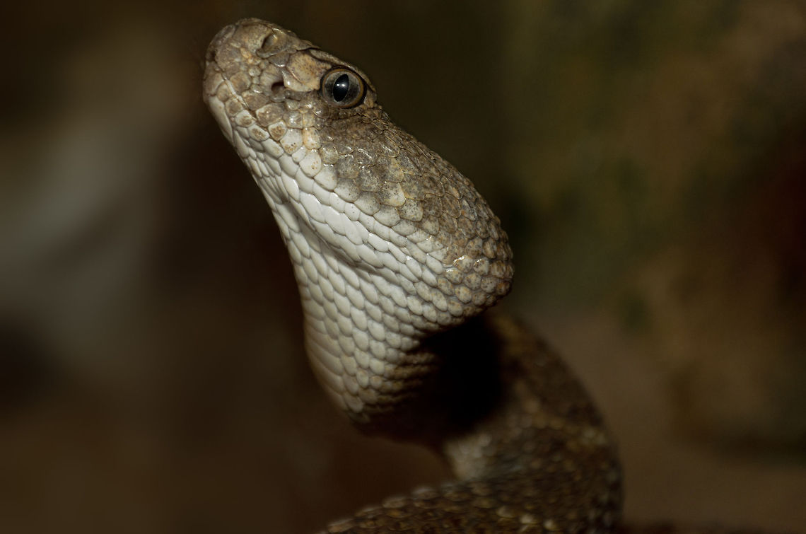 Western Diamondback Rattlesnake headshot Another head closeup of this venomous snake that is native to Noth America and Mexico. Crotalus atrox,Oliemeulen,Reptiles,Snakes