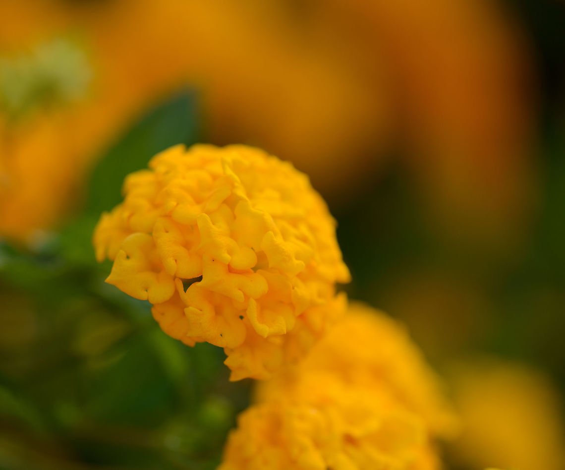 Small yellow flowers in sphere shape, Amber Mountain Captured in a botanical garden, not in the wild Africa,Amber Mountain,Geotagged,Lantana montevidensis,Madagascar,Madagascar North,Spring,World