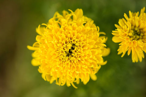 Complicated yellow flower - top view, Amber Mountain, Madagascar Captured in a botanical garden. Africa,Amber Mountain,Geotagged,Madagascar,Madagascar North,Mexican marigold,Spring,Tagetes erecta,World