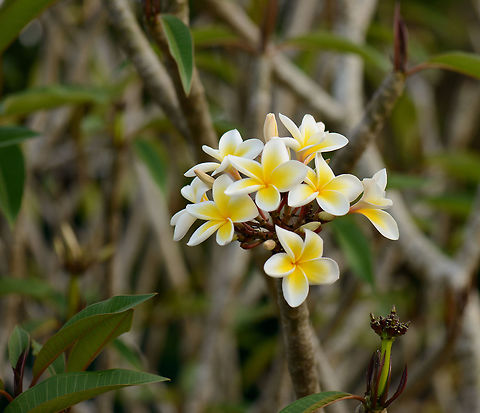Thick white leafed flowers on tree, Amber Mountain, Madagascar Captured in a botanical garden. Africa,Amber Mountain,Geotagged,Madagascar,Madagascar North,Plumeria alba,Plumeria rubra,Spring,World,plumeria alba