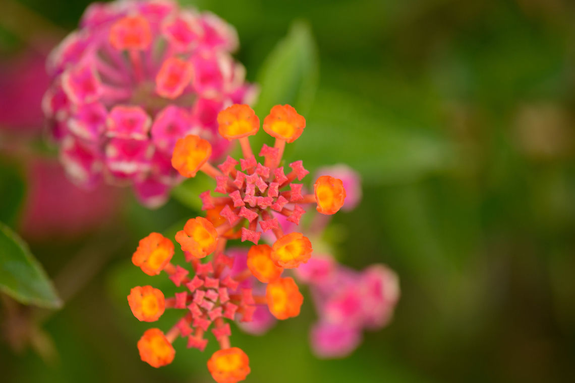 Round and square patterns on pink/orange flower, Amber Mountain, Madagascar Captured in a botanical garden. Africa,Amber Mountain,Geotagged,Lantana camara,Madagascar,Madagascar North,Spanish Flag,Spring,World