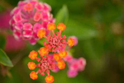 Round and square patterns on pink/orange flower, Amber Mountain, Madagascar Captured in a botanical garden. Africa,Amber Mountain,Geotagged,Lantana camara,Madagascar,Madagascar North,Spanish Flag,Spring,World