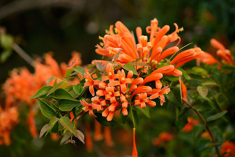 Orange Trumpet, Botanical garden, Amber Mountain http://www.jungledragon.com/image/37536/orange_trumpet_closeup_botanical_garden_amber_mountain.html Africa,Amber Mountain,Geotagged,Madagascar,Madagascar North,Orange trumpet,Pyrostegia venusta,Spring,World