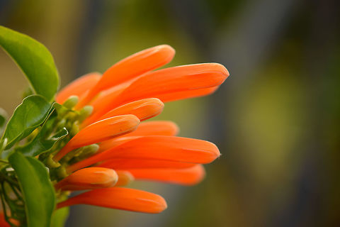 Orange Trumpet Closeup, Botanical garden, Amber Mountain  Africa,Amber Mountain,Geotagged,Madagascar,Madagascar North,Orange trumpet,Pyrostegia venusta,Spring,World