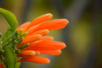 Orange Trumpet Closeup, Botanical garden, Amber Mountain Africa,Amber Mountain,Geotagged,Madagascar,Madagascar North,Orange trumpet,Pyrostegia venusta,Spring,World