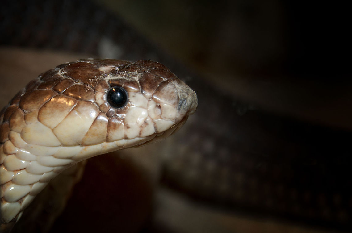 Egyptian cobra head detail I am cute, really I am. So come a bit closer, just give it a try, yessss. Cobra,Egyptian cobra,Naja haje,Oliemeulen,Reptiles,Snakes