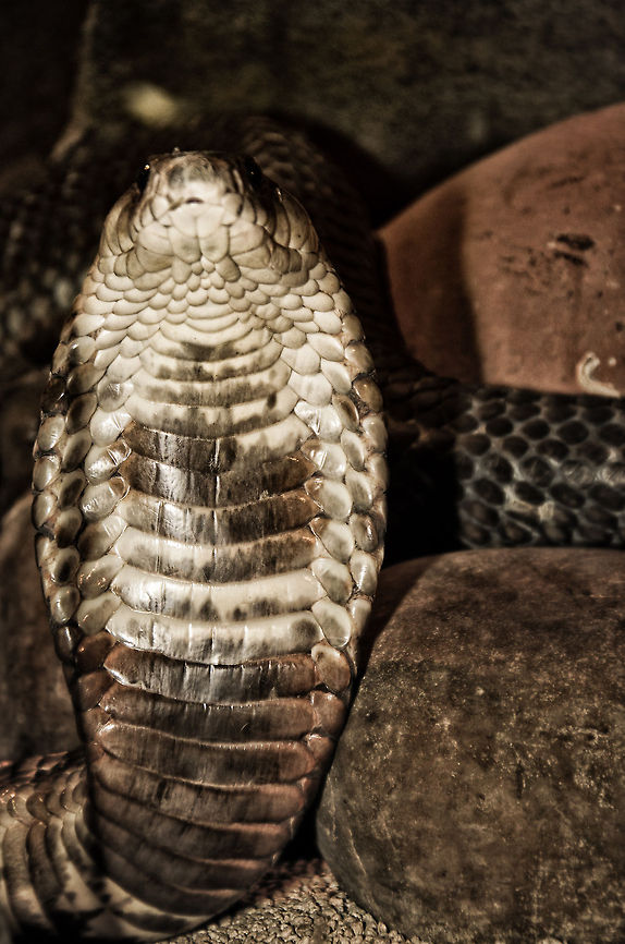The most feared snake of Africa This photo is a bit ruined so I had to go heavy on post processing, yet I wanted to share the attack position of this notorious Egyptian Cobra. Cobra,Egyptian cobra,Naja haje,Oliemeulen,reptiles,snakes