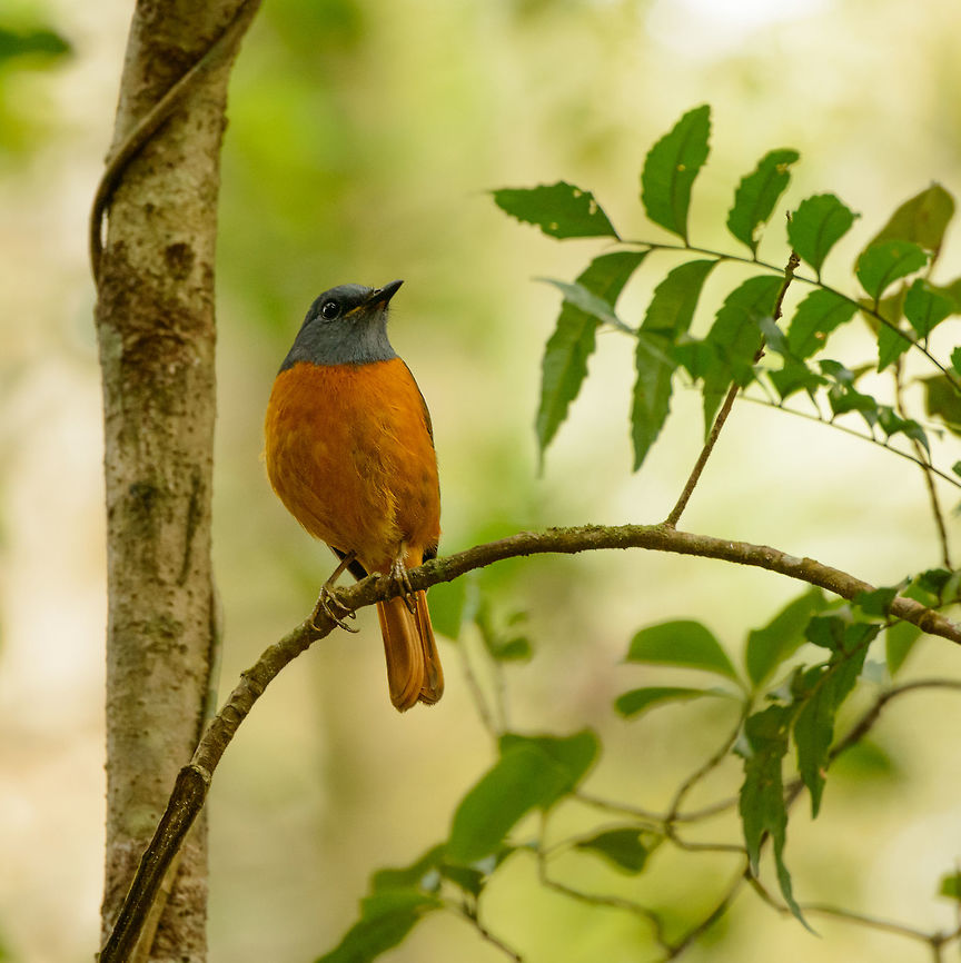 Amber Mountain Rock Thrush (male), Amber Mountain, Madagascar Amber Mountain as a National Park was a bit of a letdown due to the weird paths, traffic and safety issues as explained here:<br />
<figure class="photo"><a href="https://www.jungledragon.com/image/36873/amber_mountain_np_madagascar.html" title="Amber Mountain NP, Madagascar"><img src="https://s3.amazonaws.com/media.jungledragon.com/images/2/36873_thumb.jpg?AWSAccessKeyId=05GMT0V3GWVNE7GGM1R2&Expires=1759968010&Signature=BpjQZzAW8qUtLmLDuLnamsRmGFY%3D" width="200" height="134" alt="Amber Mountain NP, Madagascar Is this what you would have expected when going to a supposedly jungle-covered mountain? Neither did we. Amber mountain was a disappointment in several ways. As you can see, the path is very wide. It is used by local villagers (they shouldn&#039;t) as well as cars using this path as a shortcut to bring tourists unable or unwilling to walk to the next point in the park. <br />
<br />
The actual forest is on the sides of the trail, as you can see. Yet it is elevated, so it is very hard to properly spot or photograph species. Oh, and 2/3 of the park was closed due to safety issues around the lakes. It has folks looking to rob you, and a killing has been reported as well. In the areas that are open, there are several military checkpoints. <br />
<br />
Not great. Yet with two visits planned in our program we figured to just make the best of it. With a wish-list of species in hand, we went on a &quot;hunt&quot; to find them all, and that way still made things enjoyable. Africa,Amber Mountain,Madagascar,Madagascar North,World" /></a></figure><br />
<br />
That said, we had two days planned in the park, and tried to make the best of it. Day one already rewarded us with some locally endemic chameleon species. On day two, one of our main goals was to see the top bird in the park, the Amber Mountain Rock Thrush. <br />
<br />
Fortunately, it was around the very first corner we did on this hike. We&#039;re thinking it was dumb luck, as we did not see it anymore during the whole two days. And even better, we also saw the female nearby:<br />
<br />
<br />
<figure class="photo"><a href="https://www.jungledragon.com/image/37560/amber_mountain_rock_thrush_female_amber_mountain_madagascar.html" title="Amber Mountain Rock Thrush (female), Amber Mountain, Madagascar"><img src="https://s3.amazonaws.com/media.jungledragon.com/images/2/37560_thumb.jpg?AWSAccessKeyId=05GMT0V3GWVNE7GGM1R2&Expires=1759968010&Signature=epxOf8t0WeiFlfCE19fd3Z0O8o4%3D" width="200" height="166" alt="Amber Mountain Rock Thrush (female), Amber Mountain, Madagascar The male:<br />
http://www.jungledragon.com/image/37559/amber_mountain_rock_thrush_male_amber_mountain_madagascar.html Africa,Amber Mountain,Amber Mountain rock thrush,Geotagged,Madagascar,Madagascar North,Monticola sharpei erythronotus,Spring,World" /></a></figure> Africa,Amber Mountain,Amber Mountain rock thrush,Geotagged,Madagascar,Madagascar North,Monticola sharpei erythronotus,Spring,World