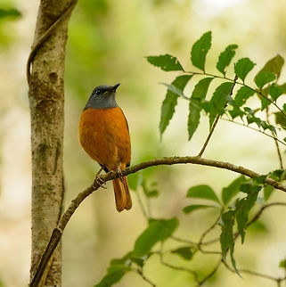Amber Mountain Rock Thrush (male), Amber Mountain, Madagascar Amber Mountain as a National Park was a bit of a letdown due to the weird paths, traffic and safety issues as explained here:
http://www.jungledragon.com/image/36873/amber_mountain_np_madagascar.html

That said, we had two days planned in the park, and tried to make the best of it. Day one already rewarded us with some locally endemic chameleon species. On day two, one of our main goals was to see the top bird in the park, the Amber Mountain Rock Thrush. 

Fortunately, it was around the very first corner we did on this hike. We're thinking it was dumb luck, as we did not see it anymore during the whole two days. And even better, we also saw the female nearby:


http://www.jungledragon.com/image/37560/amber_mountain_rock_thrush_female_amber_mountain_madagascar.html Africa,Amber Mountain,Amber Mountain rock thrush,Geotagged,Madagascar,Madagascar North,Monticola sharpei erythronotus,Spring,World