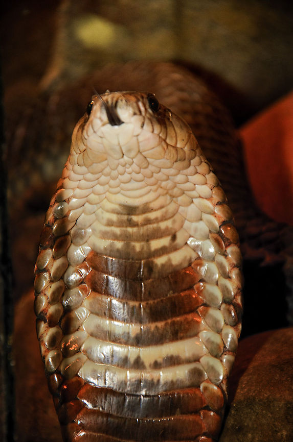 Africa's most feared snake Detailed shot of an Egyptian cobra in attack position, with the tongue out. It's a poor shot, but since we have few cobra pics at this point, I wanted to share this cobra behavior anyway. Egyptian cobra,Naja haje,Oliemeulen,Reptiles,cobra,snakes