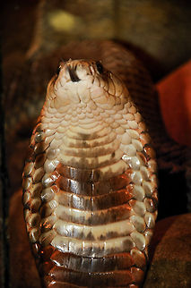 Africa's most feared snake Detailed shot of an Egyptian cobra in attack position, with the tongue out. It's a poor shot, but since we have few cobra pics at this point, I wanted to share this cobra behavior anyway. Egyptian cobra,Naja haje,Oliemeulen,Reptiles,cobra,snakes