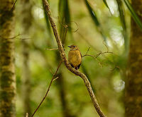 Amber Mountain Rock Thrush (female), Amber Mountain, Madagascar The male:<br />
http://www.jungledragon.com/image/37559/amber_mountain_rock_thrush_male_amber_mountain_madagascar.html Africa,Amber Mountain,Amber Mountain rock thrush,Geotagged,Madagascar,Madagascar North,Monticola sharpei erythronotus,Spring,World