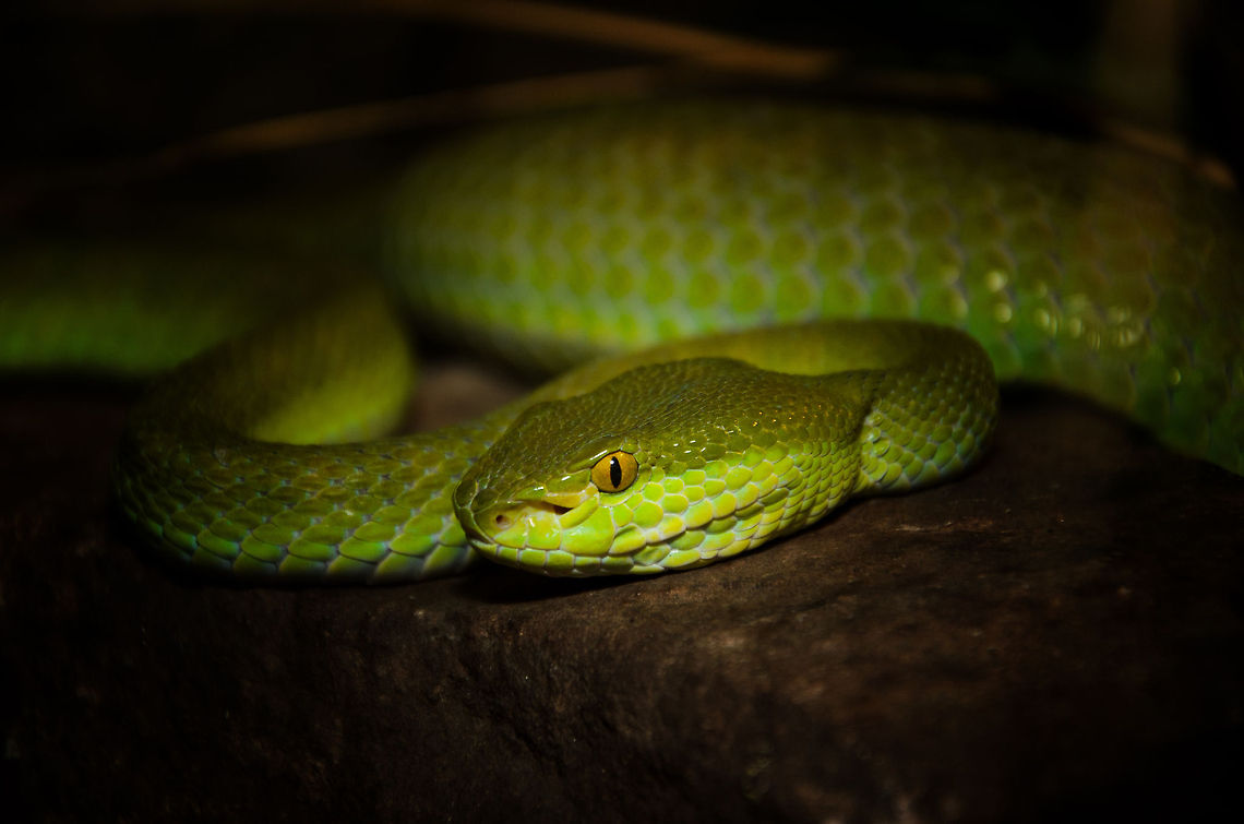 Green Pit Viper closeup Just look at that shiny armor of spectacular color, another masterpiece by mother nature. Oliemeulen,Trimeresurus albolabris,Vipers,reptiles,snakes